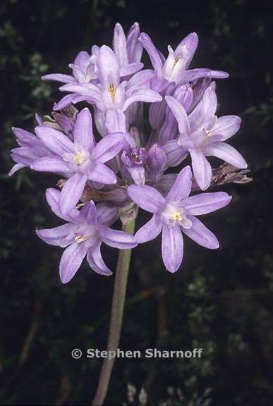 dichelostemma multiflorum 1 graphic